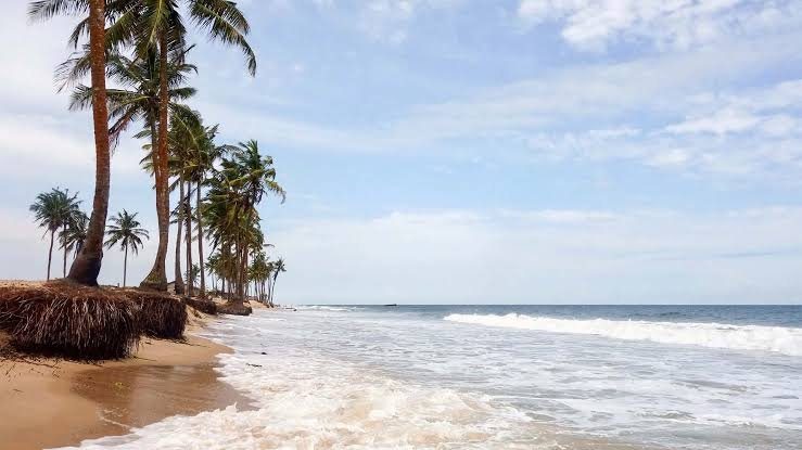 Palm trees along a Lagos beach